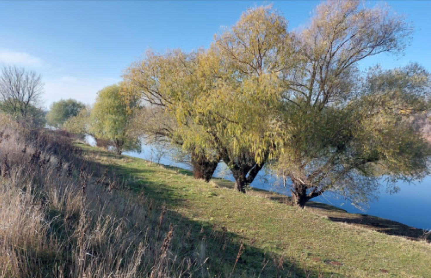 Caz Coșnița: Satul bioenergetic Image