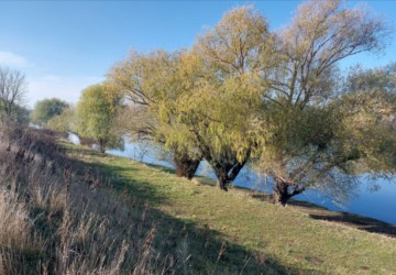 Caz Coșnița: Satul bioenergetic Image